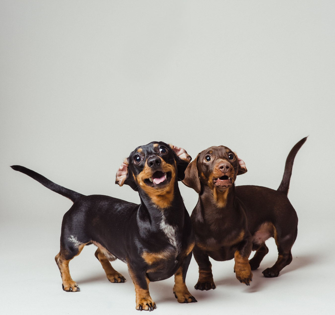 Pet Portrait Photography