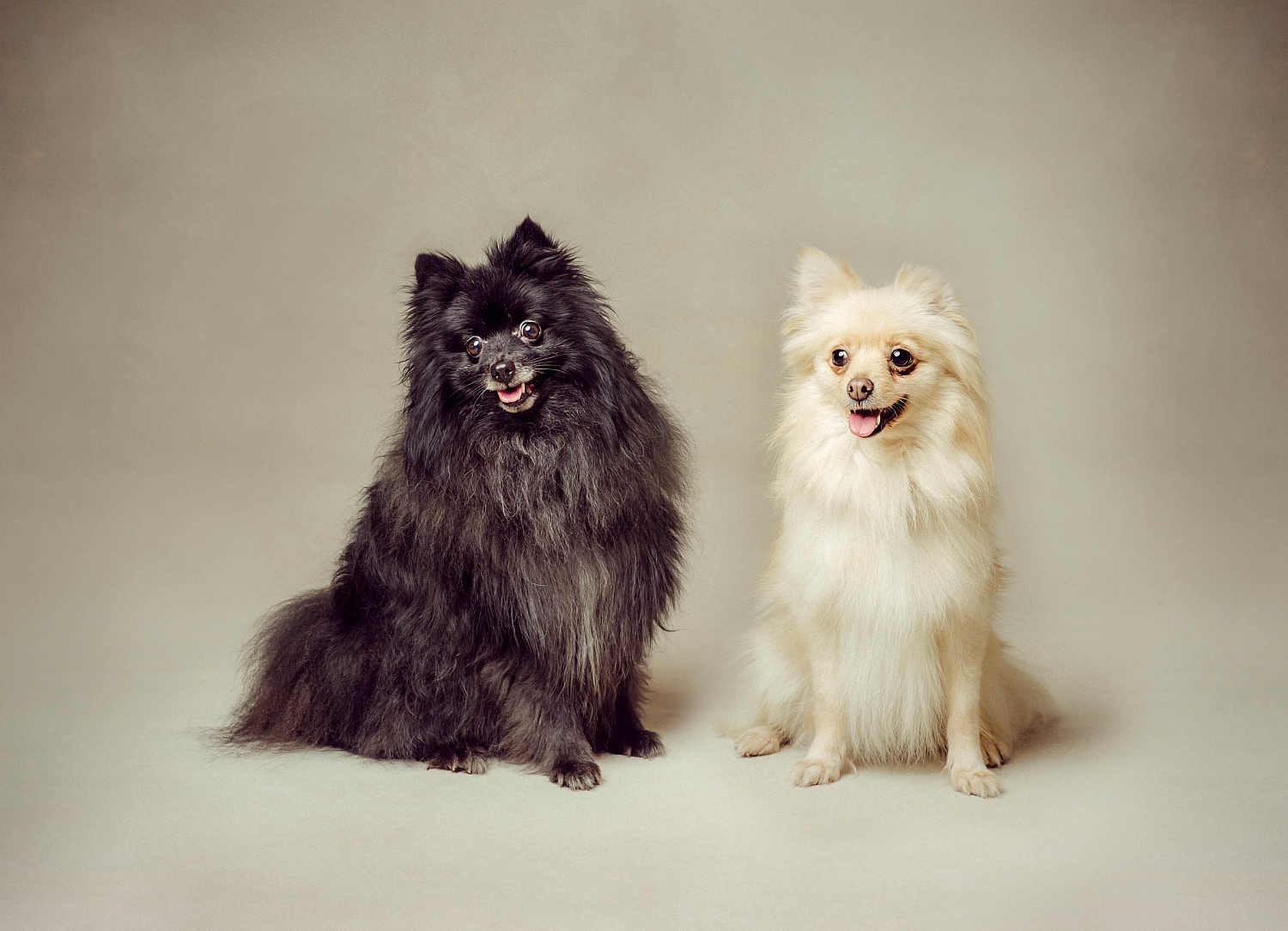 Highlights - Debenhams Pet Portrait Photoshoot