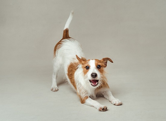 Dog Photoshoot