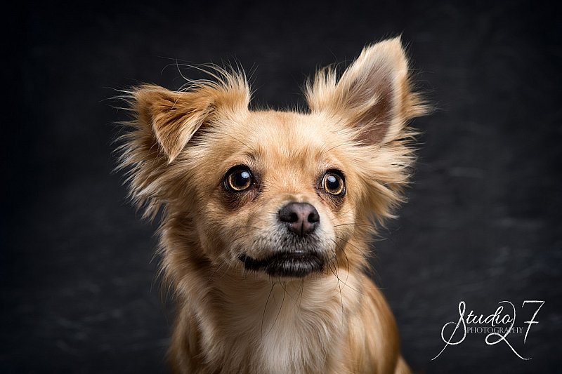 015_161215_Racheal_Dogs-67.jpg