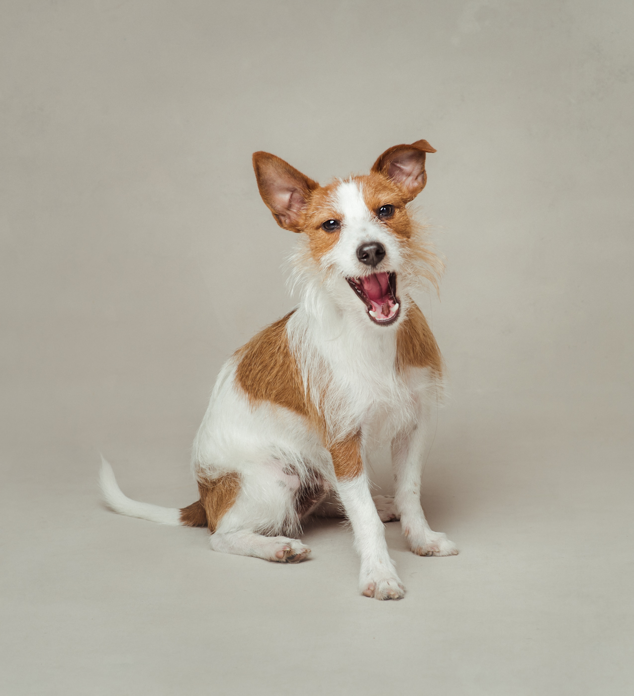 Dog Photoshoot dog-photoshoot